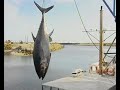Bluefin World Record on Spear Part Two