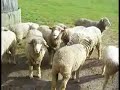 Animals at Shaker Village