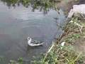 videos de Red-necked Phalarope