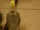 Cockatiel sings a happy song.