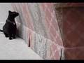 Cat Title Fight of the Decade