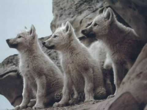 Gray Wolf