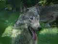 Gray Wolf