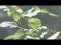 Richi M - So Many Things (official music video) 720p 30fps