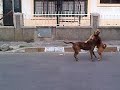 SEXO SALVAJE ENTRE DOS PERROS (DEL MISMO SEXO INCREIBLE)