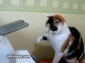 videos de gato-vs-impresora