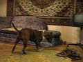 American staffordshire terrier Kameliya: cognitive skills.
