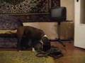 American staffordshire terrier Kameliya: cognitive skills.