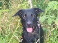 Dogs which aren't the fluffy popluar breeds need homes too!