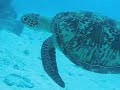 AUSTRALIA 5 - Diving in the Great Barrier Reef