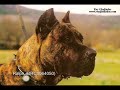 perro de presa canario  eng  