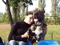 perro de presa canario  eng  