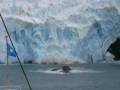 Destination Unknown Elephant Island