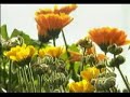ANCASH - PERU