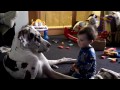 Cute animals kissing babies_Funny animal & baby compilation HQ