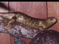 \"Monkey Tail Skinks\" - Pt. 2