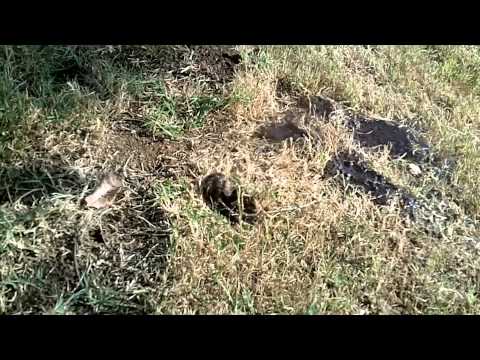 how to fill squirrel holes