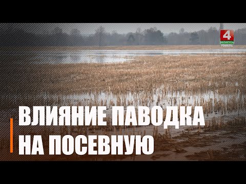 В южных районах Гомельской области начался сев овса видео