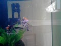 breeding pair angelfish spawn