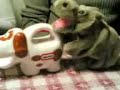 Animal Sex Animal Sex