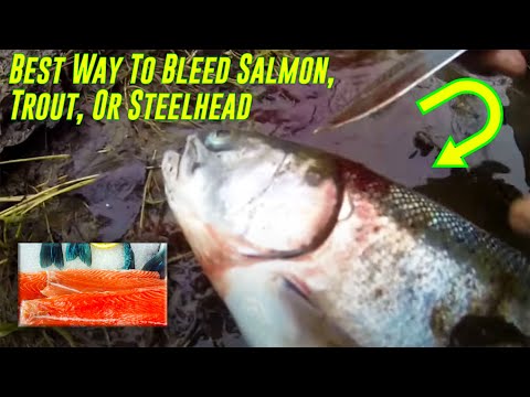 how to bleed australian salmon