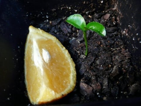 how to grow grapefruit from seed