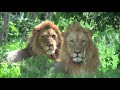 Zambia - Safari - male lions resting - female lion kills a baby warthog.m4v