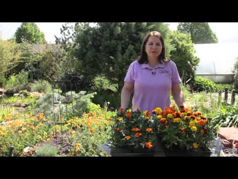 how to grow marigolds