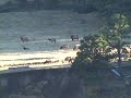 Picket Wire 7x7 Bull Elk in Colorado