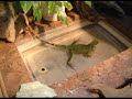 Grencia eats crickets and bathes Grencia eats crickets and bathes