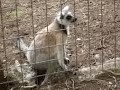 Lemur Breaking all the Rules