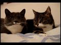 funny cats for Beberle