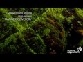 Spotlight on Howe Sound Marine Life: Sponges