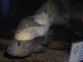 Aquarium show De Albino Zwaarddrager Terneuzen 2008