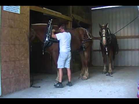 how to hitch up a team of horses