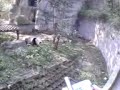Chengdu Giant Pandas Eating Bamboo