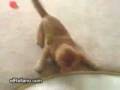 videos de Gato vs laser