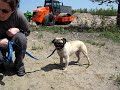 Click here to watch this video Chien Patof ...