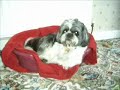 Harry the Shih Tzu Harry the Shih Tzu