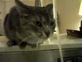crazy water cat
