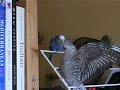 Azul jaagt Grisha van wsrek