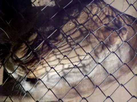 lion growl