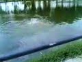 trota lago 1 kg slamata con il dito