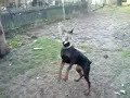 killa dobermann D_O_G
