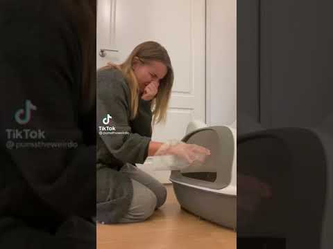 What cats really feel when you clean their poop TikTok by pumatheweirdo