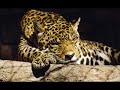 grandes felinos tras las rejas