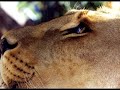 grandes felinos tras las rejas