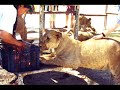grandes felinos tras las rejas