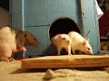 Alle Elf rappeln in der Kiste