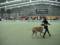 Big Dog Dancing Great Dane - Canine Freestyle